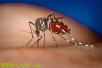 巴西投放“疫苗”蚊子阻止登革热病毒繁殖