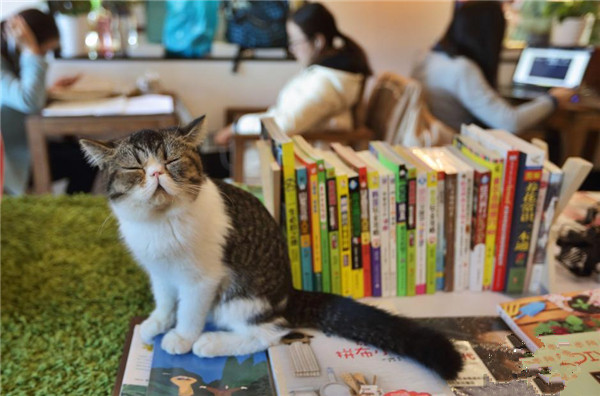 什么猫什么书的成语_成语故事图片